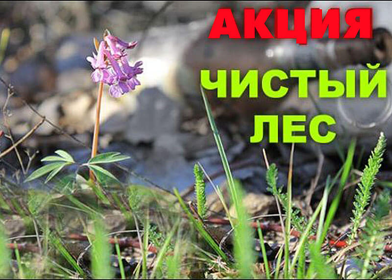 Акция «Чистый лес – территория без огня»